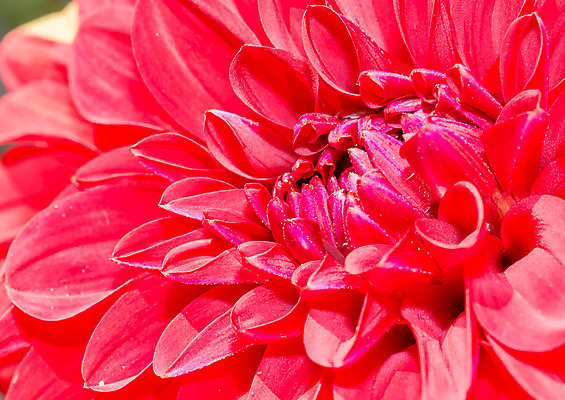 포토 JPG 해외이미지 디자인 꽃 백그라운드 컨셉 꽃무늬 자연 사랑 사람없음 빨간색 벚꽃 고립 해외202004 해외포토 식물 감정 컬러 무늬 생태계 파일형식 이미지허브