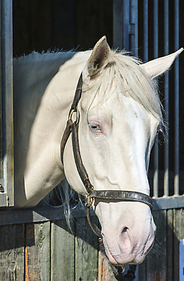 포토 JPG 해외이미지 동물 1 남자 감정 밭 포유류 모션 자연 사람없음 야외 가로 빨간색 초록색 여름 빛 달리기 농장 갈색 머리 검은색 어둠 힘 일몰 회색 자유 흰색 만 승마 황금 속도 호기심 갈기 고립 무료 해외202004 해외포토 계절 스포츠 컬러 컨셉 농업 사람 신체부위 노을 생태계 파일형식 이미지허브