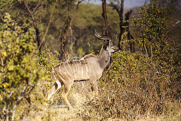 포토 JPG 해외이미지 나무 식물 야생동물 포유류 아프리카 뿔 사람없음 야외 줄무늬 흰색 황무지 큼 영양 동물상 탄자니아 해외202004 해외포토 동물 나라 컬러 무늬 조형물 크기 파일형식 이미지허브