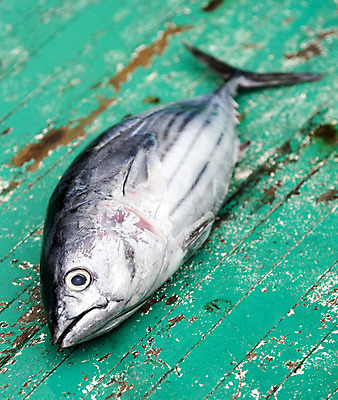 포토 JPG 해외이미지 1 어류 사람없음 초록색 보트 참치 몰디브 해외202004 해외포토 아시아 컬러 배_교통 수중동물 파일형식 이미지허브