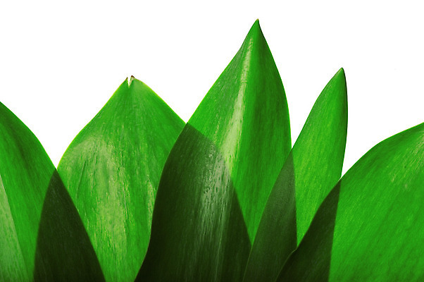 포토 JPG 해외이미지 식물 백그라운드 잎 자연 휴식 사람없음 초록색 빛 태양 정원 신선 원예 그리너리 정확 해외202004 해외포토 자연요소 컬러 컨셉 취미 생태계 파일형식 트랜드컬러 이미지허브