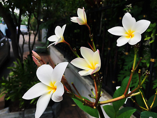 포토 JPG 해외이미지 나무 식물 꽃 백그라운드 잎 꽃무늬 자연 사람없음 초록색 여름 노란색 봄 벚꽃 흰색 개화 하와이 내추럴 해외202004 해외포토 계절 컬러 무늬 미국 생태계 파일형식 이미지허브