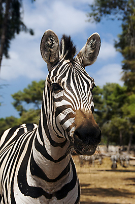 포토 JPG 해외이미지 동물 공원 야생동물 조각 여행 패턴 포유류 아프리카 자연 하늘 털 동물원 사람없음 야외 초록색 머리 검은색 줄무늬 흰색 황무지 우아함 보호 사파리 피부 묘사 질감 얼룩말 케냐 내추럴 동물상 세렝게티 이국적 전국 탄자니아 평야 해외202004 해외포토 공공시설 나라 컬러 컨셉 무늬 신체부위 조형물 말_동물 생태계 파일형식 이미지허브