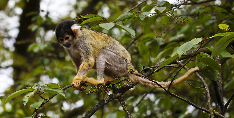 포토 JPG 해외이미지 나무 야생동물 잎 포유류 동물원 사람없음 야외 가로 초록색 갈색 노란색 검은색 나뭇가지 원숭이 해외202004 해외포토 식물 동물 컬러 파일형식 이미지허브