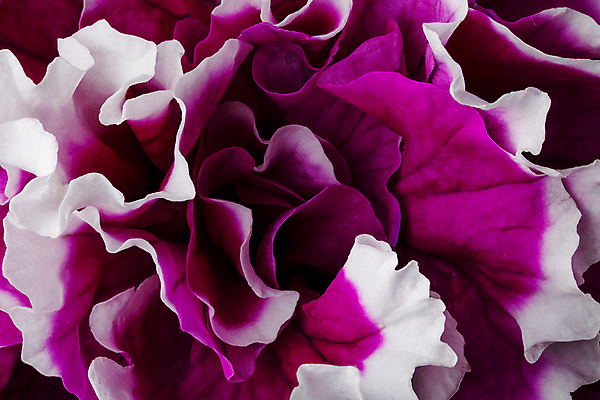 포토 JPG 해외이미지 식물 꽃잎 꽃 분홍색 꽃다발 꽃무늬 자연 사람 사람없음 빨간색 머리 봄 튤립 벚꽃 개화 우아함 확대 오브젝트 싱글 데이지 향기 꽃가루 캐모마일 해외202004 해외포토 계절 컬러 컨셉 무늬 신체부위 가루 허브 생태계 냄새 파일형식 이미지허브