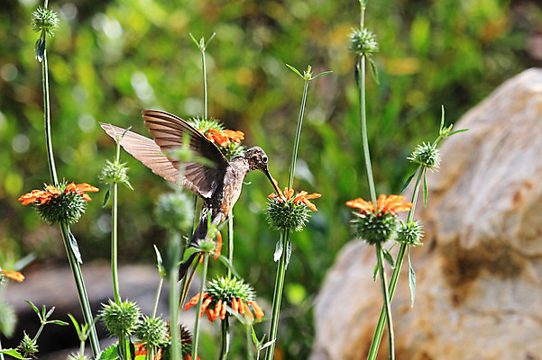 포토 JPG 해외이미지 동물 꽃 야생동물 포즈 백그라운드 오렌지 자연 조류 산 사람없음 초록색 빛 갈색 회색 벚꽃 센터 소프트포커스 먹이 먹기 고도 만족 역동적 트럼펫 꿀 벌새 수유 아기사슴 이국적 페루 해외202004 해외포토 식물 감정 새끼 컬러 컨셉 과일 모션 사슴 촬영기법 남아메리카 금관악기 생태계 파일형식 이미지허브