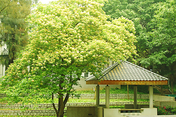 포토 JPG 해외이미지 나무 공원 꽃 길 여행 벤치 자연 지붕 휴식 동양인 풍경 사람없음 목재 초록색 스터디 노란색 정원 중국 침묵 산책 벚꽃 바위 황금 오솔길 타일 대학교 원예 조경 판 손질 내추럴 뒤뜰 영원 해외202004 해외포토 식물 공공시설 아시아 컬러 컨셉 의자 재료 학교 인종 취미 학습 소리 돌_바위 생태계 파일형식 이미지허브