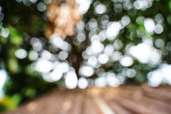 포토 JPG 해외이미지 나무 식물 계절 공원 백그라운드 컨셉 잎 패턴 자연 벽지 추상 풍경 사람없음 야외 초록색 여름 빛 컬러풀 햇빛 태양 우주 환경 정원 맑음 봄 성장 흰색 신선 소프트포커스 숲 질감 보케 부드러움 내추럴 블러 생태학 효과 해외202004 해외포토 자연요소 공공시설 교육 컬러 무늬 날씨 촬영기법 감각 생태계 파일형식 이미지허브