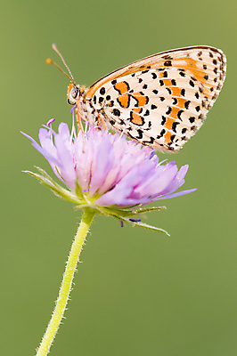 포토 JPG 해외이미지 식물 동물 꽃 야생동물 나비 곤충 밭 절지류 날개 자연 휴식 안테나 사람없음 장식 초록색 여름 환경 봄 줄무늬 활발 점 허브 생물학 단아함 동물상 생존 해외202004 해외포토 계절 교육 컬러 컨셉 무늬 농업 통신 조형물 생태계 파일형식 이미지허브