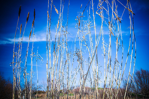 포토 JPG 해외이미지 식물 구름 계절 음식 줄기 백그라운드 밭 농업 자연 하늘 프레임 건조 옥수수 씨앗 풍경 사람없음 야외 여름 파란색 농작물 햇빛 태양 농장 노란색 평화 일출 맑음 일몰 수확 성장 시골 황금 낟알 땅 시리얼 밀 보리 장면 밀짚 내추럴 밭일 해외202004 해외포토 자연요소 산업 컬러 컨셉 날씨 곡류 노을 짚 생태계 파일형식 이미지허브