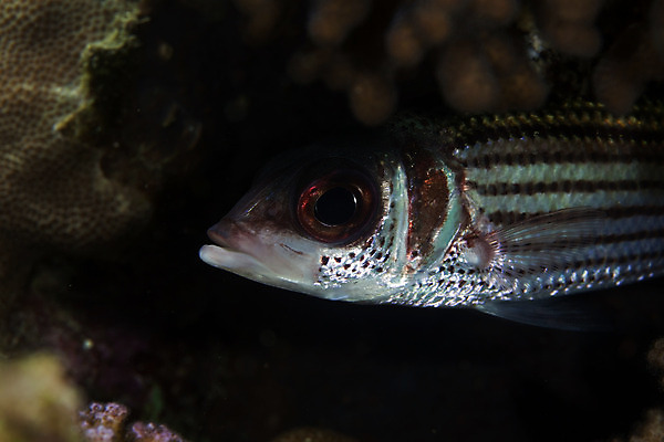 포토 JPG 해외이미지 동물 바다 자연 어류 사람없음 물 파란색 컬러풀 바닷속 수중 아래 다이빙 깊이 소금물 이국적 해외202004 해외포토 자연요소 컬러 수영 수중동물 방향 생태계 위치 수중스포츠 파일형식 이미지허브