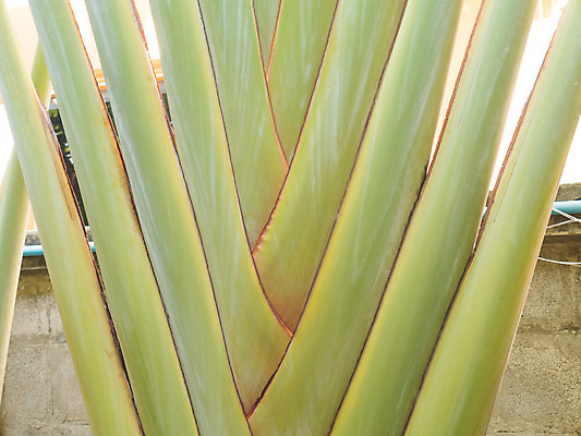 포토 JPG 해외이미지 선 조각 백그라운드 십자가 패턴 자연 탁자 미술 사람없음 목재 알약 갈색 판넬 균열 질감 레이아웃 뼈대 잡동사니 내추럴 수목 옛날 해외202004 해외포토 나무 컬러 가구 무늬 재료 모션 문화예술 약 생태계 파일형식 이미지허브