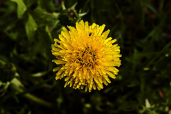 포토 JPG 해외이미지 식물 계절 꽃잎 꽃 잎 꽃무늬 자연 선물 사람없음 여름 노란색 봄 벚꽃 신선 개화 묘사 해외202004 해외포토 컬러 무늬 생태계 파일형식 이미지허브