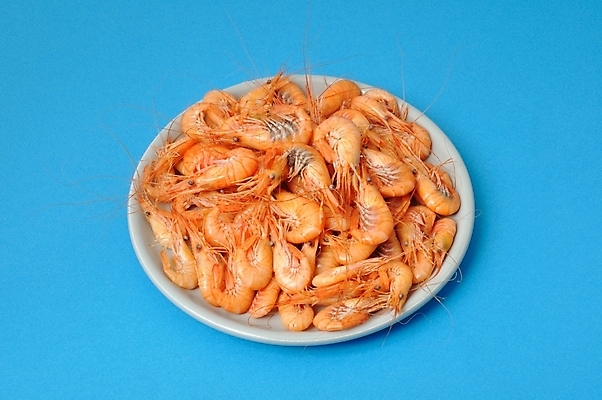 포토 JPG 해외이미지 동물 유럽 음식 바다 자연 새우 갑각류 요리 사람없음 해산물 날것 북쪽 해외202004 해외포토 나라 방향 생태계 파일형식 이미지허브