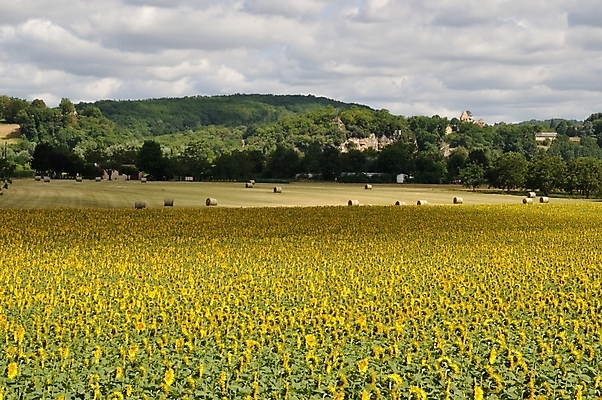 포토 JPG 해외이미지 식물 계절 꽃 밭 농업 자연 해바라기 씨앗 사람없음 농작물 컬러풀 태양 노란색 에너지 프랑스 벚꽃 해외202004 해외포토 자연요소 유럽 산업 컬러 생태계 파일형식 이미지허브