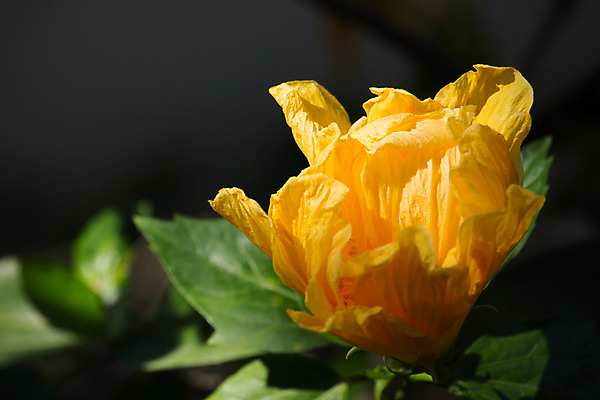 포토 JPG 해외이미지 식물 꽃 분홍색 백그라운드 잎 꽃무늬 자연 사람없음 빨간색 초록색 정원 벚꽃 닫기 이국적 히비스커스 해외202004 해외포토 컬러 무늬 모션 생태계 파일형식 이미지허브