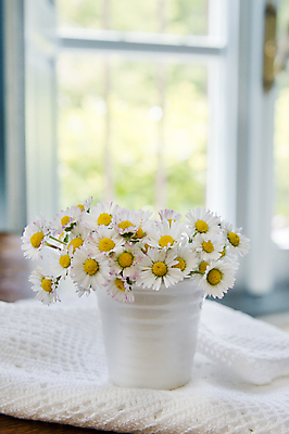 포토 JPG 해외이미지 식물 계절 꽃잎 꽃 꽃무늬 자연 사람없음 컬러풀 노란색 머리 꽃병 봄 흰색 신선 작음 향수 싱글 데이지 내추럴 고립 해외202004 해외포토 컬러 무늬 신체부위 화장품 크기 생태계 파일형식 이미지허브