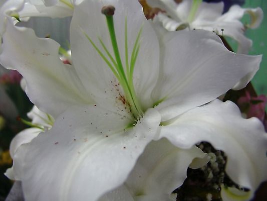 포토 JPG 해외이미지 식물 디자인 꽃잎 꽃 결혼 백그라운드 잎 꽃무늬 자연 벽지 프레임 선물 사람없음 야외 장식 가로 초록색 정원 봄 활발 에너지 벚꽃 흰색 축하 신선 오픈 개화 우아함 떨어짐 이슬 백합 싱글 내추럴 강렬 고립 해외202004 해외포토 계절 컬러 컨셉 무늬 이벤트 생태계 파일형식 이미지허브