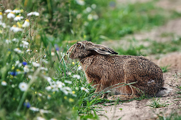 포토 JPG 해외이미지 동물 응시 야생동물 포유류 자연 사람없음 목재 옆모습 초록색 토끼 숲 공터 해외202004 해외포토 나무 시선 뷰포인트 컬러 재료 반려동물 생태계 파일형식 이미지허브