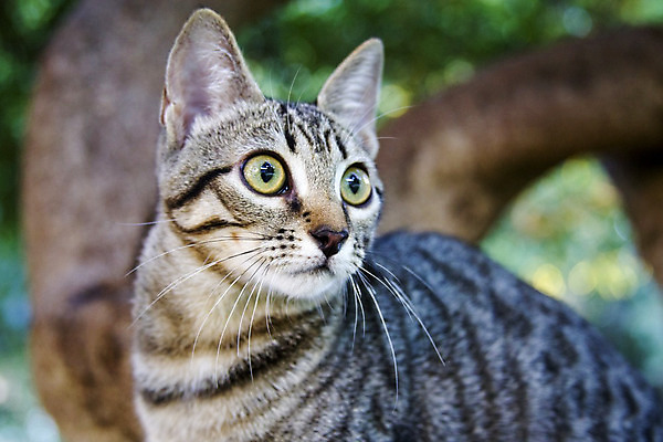 포토 JPG 해외이미지 동물 1 응시 얼굴 백그라운드 장난 포유류 모션 자연 놀이 수염 털 건강 서기 사람없음 야외 초록색 반려동물 정원 고양이 줄무늬 산책 닫기 달콤 작음 사냥 보케 얼룩무늬 솜털 해외202004 해외포토 시선 컬러 무늬 휴식 신체부위 맛 크기 생태계 파일형식 이미지허브