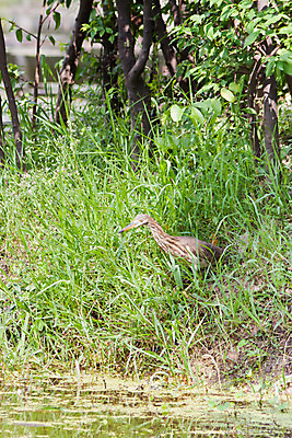 포토 JPG 해외이미지 나무 동물 호수 야생동물 날개 자연 조류 날씨 사람없음 야외 물 파란색 강 반사 환경 우아함 습지 큼 왜가리 깃털 목 서식지 생태학 해외202004 해외포토 자연요소 식물 교육 컬러 컨셉 신체부위 크기 생태계 파일형식 이미지허브