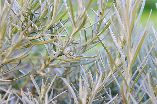 포토 JPG 해외이미지 식물 백그라운드 자연 사람없음 정원 신선 약초 자르기 허브 향신료 원예 냄새 향 카레 고립 무료 해외202004 해외포토 음식 모션 취미 풀_식물 생태계 향미료 파일형식 이미지허브
