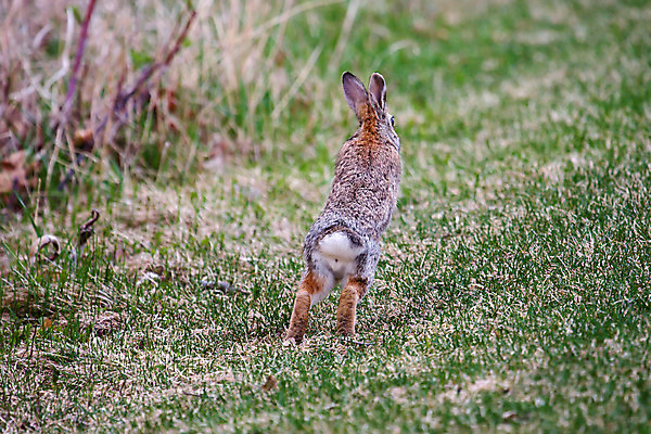 포토 JPG 해외이미지 동물 공원 야생동물 포즈 발 자연 사람없음 야외 달리기 점프 토끼 잡초 꼬리 귀 해외202004 해외포토 식물 공공시설 포유류 모션 신체부위 반려동물 생태계 파일형식 이미지허브