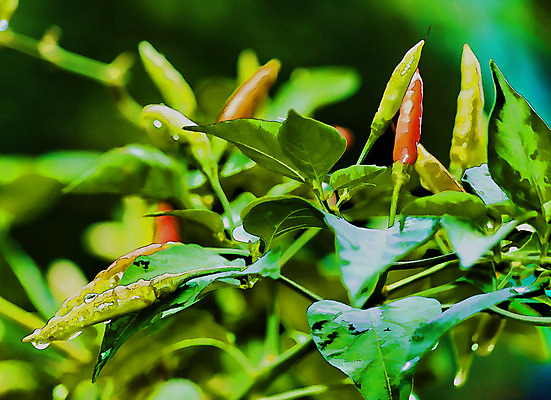 포토 JPG 해외이미지 나무 식물 음식 잎 농업 채소 오렌지 과일 일러스트 재료 태국 자연 고추 건강 씨앗 사람없음 빨간색 초록색 물 농장 노란색 정원 맑음 수확 성장 물방울 신선 뜨거움 맛 떨어짐 허브 향신료 유기농 원예 매움 날것 후추 내추럴 밭일 살사댄스 오리지널 해외202004 해외포토 자연요소 웰빙 산업 아시아 컬러 컨셉 날씨 취미 춤 생태계 향미료 파일형식 이미지허브