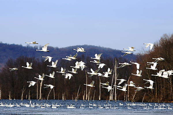 포토 JPG 해외이미지 나무 동물 호수 야생동물 이동 겨울 날개 자연 조류 하늘 산 사람없음 야외 파란색 흰색 행운 그룹 황무지 우아함 북극 백조 물새 철새 해외202004 해외포토 식물 계절 컬러 컨셉 극지방 생태계 파일형식 이미지허브