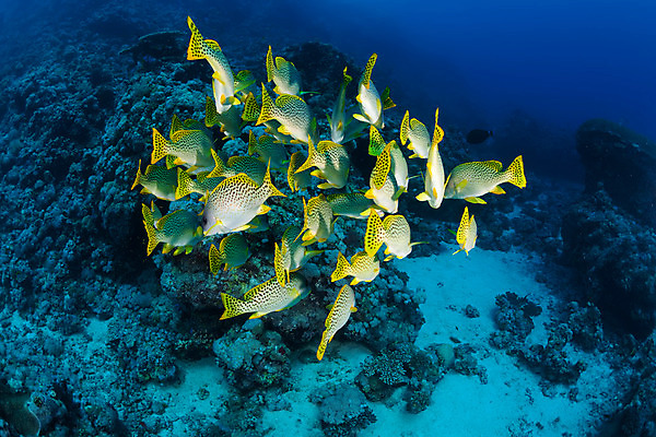 포토 JPG 해외이미지 동물 라이프스타일 야생동물 바다 여행 백그라운드 자연 휴가 바닥 어류 풍경 사람없음 야외 물 여름 파란색 환경 수중 수영 탐험 산호 인도인 아래 다이빙 장면 암초 내추럴 깊이 소금물 해외202004 해외포토 자연요소 외국인 계절 컬러 동양인 생활 수중동물 수상스포츠 자포동물 방향 생태계 위치 수중스포츠 파일형식 이미지허브