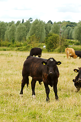 포토 JPG 해외이미지 동물 영어 응시 밭 사람없음 농장 갈색 가축 소고기 시골 소 농부 방목 노려봄 해외202004 해외포토 직업 문자 시선 컬러 농업 포유류 표정 육류 축산업 파일형식 이미지허브