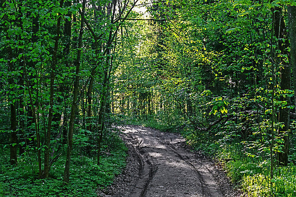 포토 JPG 해외이미지 식물 꽃 도로 지구 모래 여행 포즈 밭 농업 교통시설 모션 자연 하늘 바람 날씨 거리 건조 풍경 사람없음 야외 햇빛 노란색 우주 마을 환경 힘 흙 봄 줄무늬 트래킹 시골 분위기 아스팔트 땅 방향 교차로 먼지 장면 짐차 공학 건축업자 길가 땅바닥 방법 밭일 벨로루시 수평선 해외202004 해외포토 자연요소 계절 교육 건축 산업 길 컬러 교통 컨셉 무늬 자동차 레저 바닥 태양 시설 생태계 파일형식 이미지허브