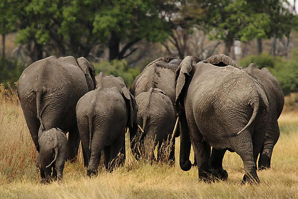 포토 JPG 해외이미지 동물 야생동물 포유류 가족 아프리카 자연 코끼리 사람없음 초록색 물 노란색 회색 그룹 군중 큼 사파리 보츠와나 스텝 해외202004 해외포토 자연요소 나라 컬러 관계 사람 크기 생태계 파일형식 이미지허브