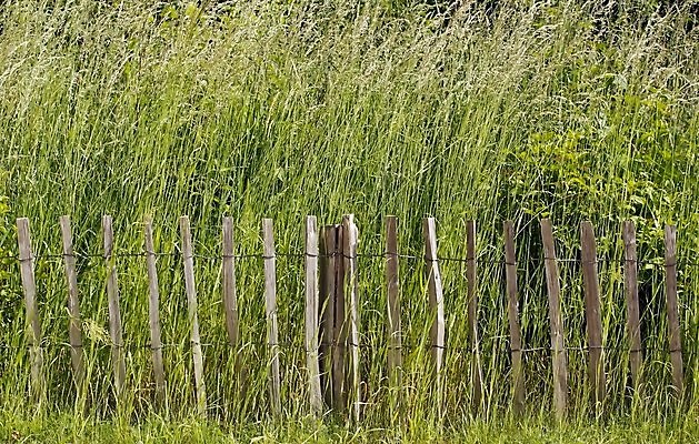 포토 JPG 해외이미지 사람없음 세로 초록색 닫기 보호 보호구역 생태학 해외202004 해외포토 교육 컬러 컨셉 모션 구역 파일형식 이미지허브