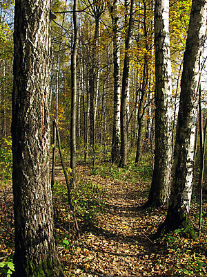 포토 JPG 해외이미지 나무 식물 계절 공원 줄기 여행 백그라운드 잎 꽃무늬 자연 벽지 그림자 풍경 사람없음 야외 목재 장식 초록색 컬러풀 햇빛 농장 노란색 환경 가을 나뭇가지 시골 황금 숲 작음 오솔길 자작나무 내추럴 해외202004 해외포토 공공시설 꽃 길 컬러 무늬 농업 재료 태양 크기 생태계 파일형식 이미지허브