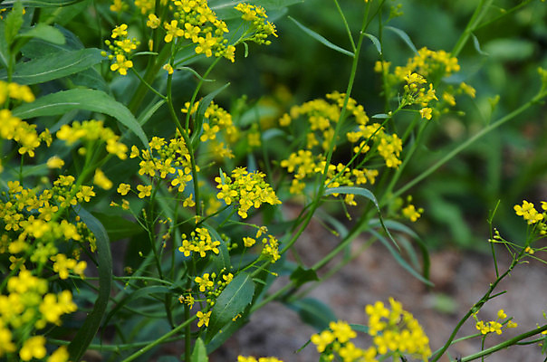 포토 JPG 해외이미지 식물 계절 꽃잎 꽃 줄기 백그라운드 잎 꽃무늬 밭 자연 풍경 사람없음 야외 초록색 여름 빛 햇빛 태양 노란색 환경 정원 맑음 화목 침묵 봄 성장 벚꽃 시골 신선 개화 부드러움 내추럴 해외202004 해외포토 자연요소 컬러 컨셉 무늬 농업 날씨 소리 감각 생태계 파일형식 이미지허브