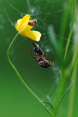 포토 JPG 해외이미지 동물 얼굴 야생동물 음식 곤충 날개 자연 유리 매달리기 사람없음 머리 저녁식사 웹 죽음 잡기 시간 큼 먹이 먹기 묘사 싸움 사냥 육식동물 거미 사냥꾼 내추럴 점심식사 수유 해외202004 해외포토 직업 인터넷 모션 재질 신체부위 식사 크기 생태계 파일형식 이미지허브