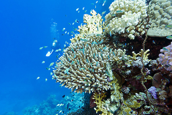 포토 JPG 해외이미지 동물 야생동물 바다 아프리카 자연 이집트 어류 풍경 사람없음 물 파란색 햇빛 바닷속 수중 거품 스노클링 호주 잠수부 생태계 다이빙 인도네시아 수족관 홍해 몰디브 카리브해 깊이 소금물 해외202004 해외포토 자연요소 나라 아시아 컬러 태양 수영 수중동물 수상스포츠 오세아니아 전문직 수중스포츠 파일형식 이미지허브