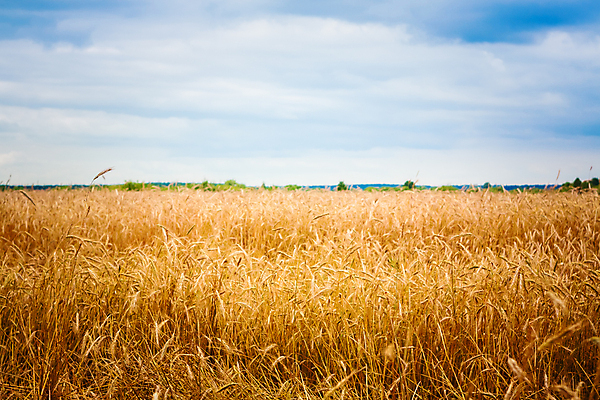 포토 JPG 해외이미지 식물 구름 계절 음식 빵 줄기 밭 농업 자연 하늘 날씨 옥수수 씨앗 사람없음 야외 가로 여름 파란색 농작물 노란색 수확 성장 시골 황금 낟알 시리얼 밀 보리 밀짚 내추럴 숙성 호밀 세련 귀리 해외202004 해외포토 자연요소 산업 컬러 곡류 짚 생태계 파일형식 이미지허브