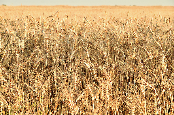 포토 JPG 해외이미지 식물 계절 음식 빵 줄기 백그라운드 밭 농업 자연 하늘 건조 건강 옥수수 씨앗 풍경 사람없음 야외 여름 파란색 빛 농작물 햇빛 농장 농경지 노란색 맑음 수확 시골 황금 낟알 땅 시리얼 밀 유기농 보리 귀 스파이크 밀짚 내추럴 숙성 스텝 호밀 수평선 세련 해외202004 해외포토 웰빙 산업 컬러 날씨 곡류 신체부위 태양 짚 생태계 파일형식 이미지허브