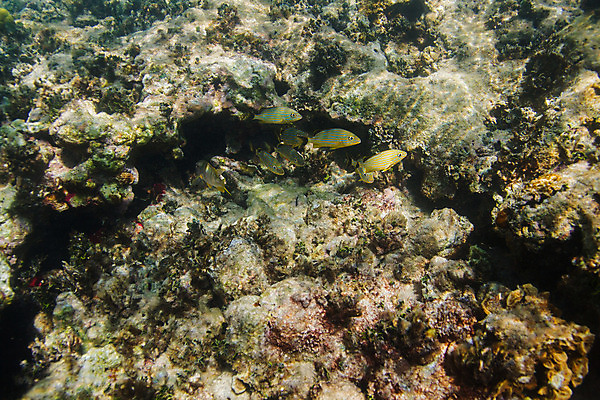 포토 JPG 해외이미지 야생동물 바다 학교 자연 열대 어류 풍경 사람없음 물 컬러풀 바닷속 수중 미국 다양 스노클링 산호 다이빙 암초 석호 깊이 동물상 소금물 이국적 해외202004 해외포토 자연요소 동물 교육 컬러 다수 북아메리카 조형물 수영 수중동물 수상스포츠 자포동물 생태계 수중스포츠 파일형식 이미지허브