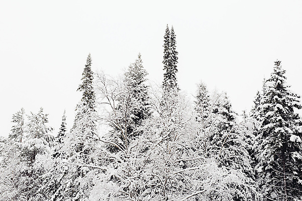 포토 JPG 해외이미지 나무 계절 백그라운드 겨울 자연 날씨 풍경 사람없음 야외 목재 빛 환경 냉동 침묵 추위 가을 흰색 나뭇가지 시골 소나무 숲 속도 서리 장면 상록수 전나무 자작나무 삼림지대 처음 눈내림 해외202004 해외포토 식물 컬러 재료 눈_날씨 소리 생태계 파일형식 이미지허브
