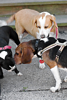 포토 JPG 해외이미지 동물 남자 백그라운드 포유류 발 바닥 3 사람없음 야외 친구 반려동물 머리 검은색 흰색 인사 개 강아지 모피 테리어 호기심 코 사냥개 귀 커뮤니티 송곳니 기르기 땅바닥 신앙심 유래 해외202004 해외포토 감정 컬러 컨셉 관계 사람 신체부위 예절 치아 돌봄 파일형식 이미지허브