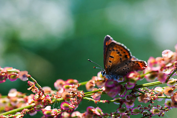 포토 JPG 해외이미지 식물 동물 1 커플 여자 꽃 야생동물 모래 나비 곤충 백그라운드 2 밭 날개 오렌지 자연 안테나 사람없음 야외 장식 가로 초록색 여름 우주 정원 검은색 침묵 봄 흰색 그룹 닫기 정상 싱글 각도 해외202004 해외포토 계절 컬러 농업 과일 통신 관계 모션 사람 소리 생태계 파일형식 이미지허브
