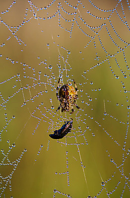포토 JPG 해외이미지 동물 곤충 백그라운드 패턴 곡선 자연 아침 추상 사람없음 장식 초록색 물 빛 웹 젖음 원형 액체 기다림 벌레 떨어짐 이슬 연결 위험 실크 구슬 거미 희생 올가미 망사 대각선 해외202004 해외포토 주간 자연요소 도형 선 컬러 컨셉 무늬 인터넷 모션 직물 생태계 파일형식 이미지허브