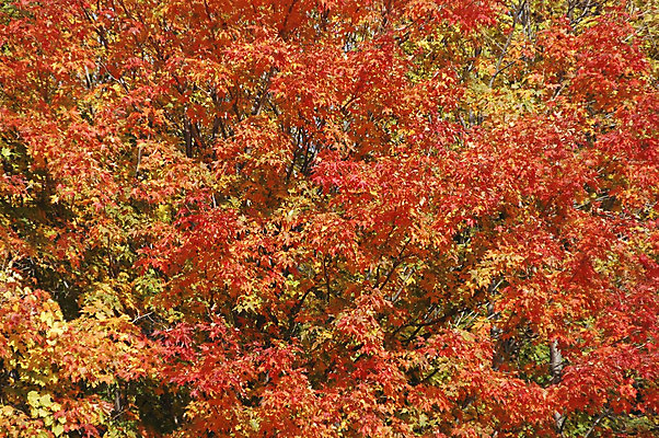 포토 JPG 해외이미지 나무 계절 백그라운드 단풍 잎 패턴 오렌지 자연 벽지 주택 사람없음 장식 빨간색 초록색 컬러풀 노란색 활발 할로윈 달력 가을 변화 황금 숲 질감 순환 추수감사절 내추럴 강렬 해외202004 해외포토 식물 기독교 컬러 컨셉 무늬 과일 모션 건물 생태계 파일형식 이미지허브
