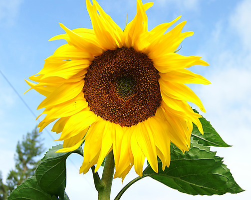 포토 JPG 해외이미지 식물 꽃잎 꽃 줄기 백그라운드 단풍 잎 밭 농업 자연 하늘 해바라기 씨앗 사람없음 야외 가로 초록색 여름 파란색 한개 햇빛 태양 노란색 정원 맑음 봄 흰색 시간 수분 화단 꽃가루 내추럴 고립 꽃수술 카피스페이스 세련 해외202004 해외포토 자연요소 1 계절 산업 컬러 날씨 공백 가루 생태계 파일형식 이미지허브