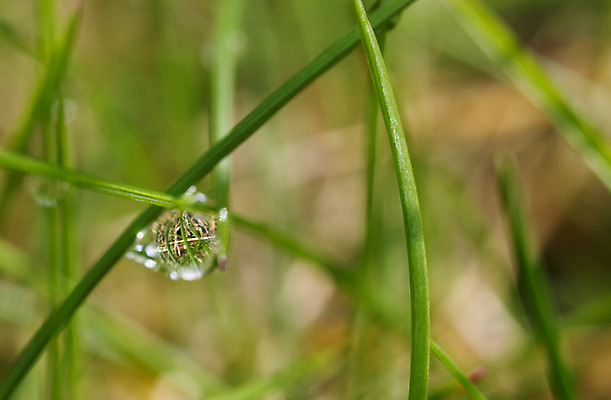 포토 JPG 해외이미지 식물 백그라운드 자연 아침 사람없음 초록색 물 반사 환경 정원 거울 성장 물방울 신선 액체 이슬 허브 광합성 해외202004 해외포토 주간 자연요소 컬러 생태계 파일형식 이미지허브