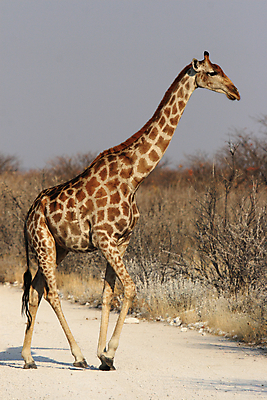 포토 JPG 해외이미지 동물 도로 야생동물 포유류 아프리카 자연 거리 서기 사람없음 노란색 큼 기린 사파리 나미비아 동물상 스텝 흙길 해외202004 해외포토 나라 길 컬러 교통시설 모션 조형물 흙 크기 생태계 남아프리카 파일형식 이미지허브