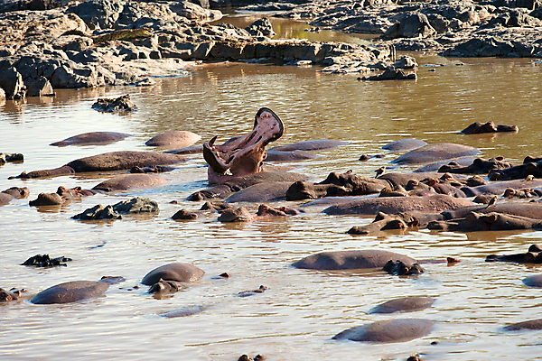 포토 JPG 해외이미지 동물 한마리 공원 얼굴 야생동물 포유류 가족 아프리카 자연 휴식 국립공원 사람없음 강 연못 보호 위험 큼 엉덩이 비만 자연백그라운드 진흙 하마 케냐 무거움 대가리 초식 해외202004 해외포토 1 공공시설 나라 백그라운드 컨셉 관계 신체부위 무게 크기 몸매 생태계 파일형식 이미지허브